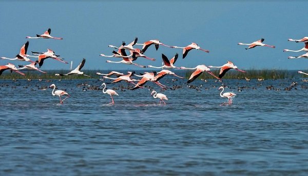 Annual bird census begins in Chilika