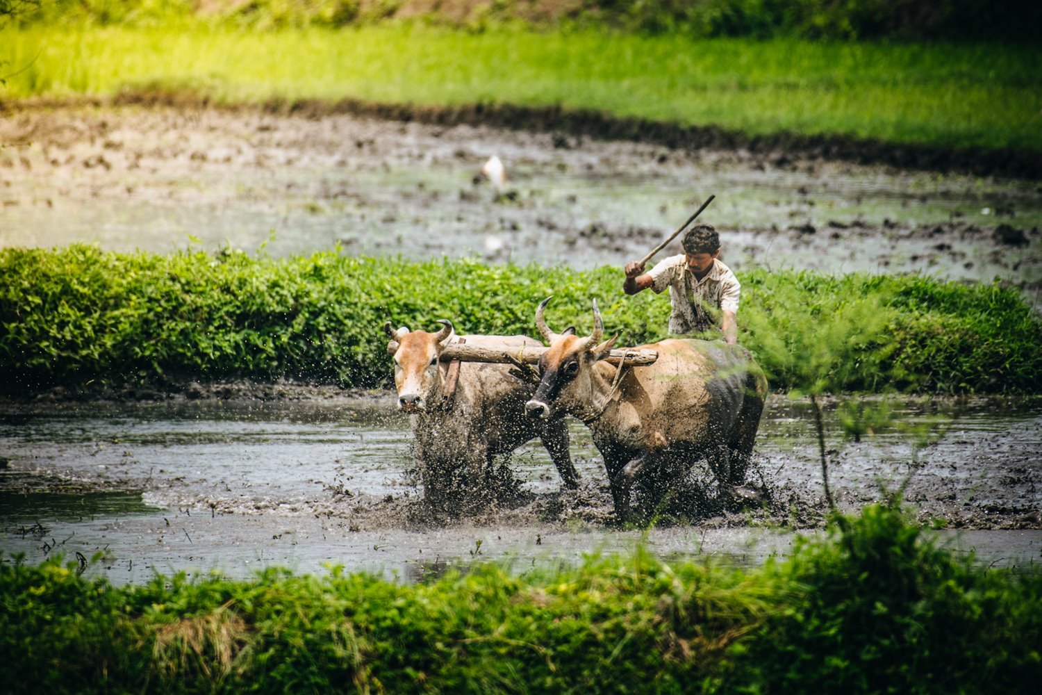 Odisha farmers to get Rs 2,000 KALIA assistance on Nuakhai