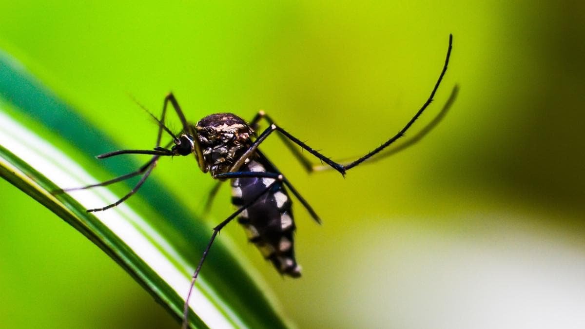 ଏମିତି ଦେଶ ଯେଉଁଠି ମଶା ନାହାନ୍ତି
