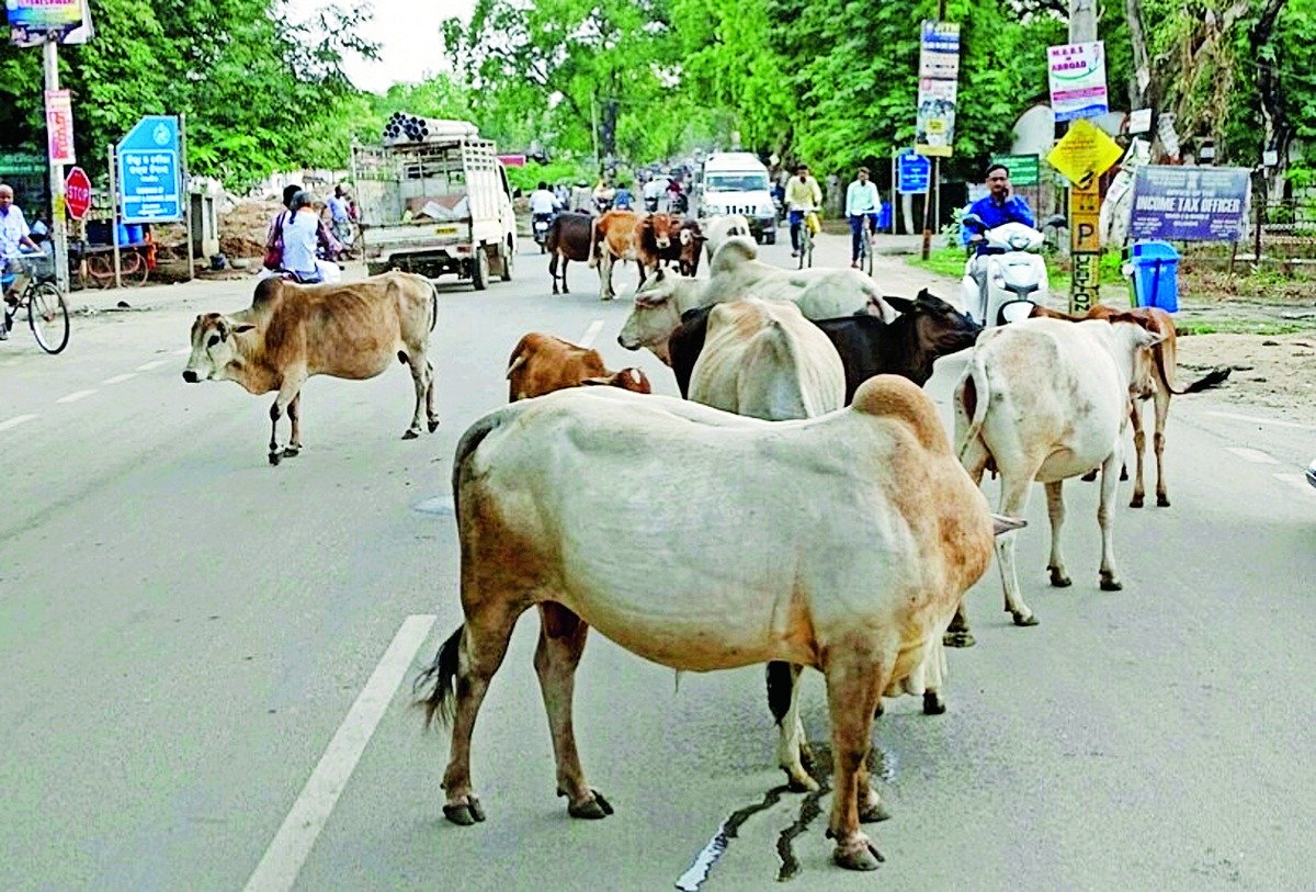 ଢେ଼ଙ୍କାନାଳ ଯିବେ ରାଜଧାନୀ ଷଣ୍ଢ