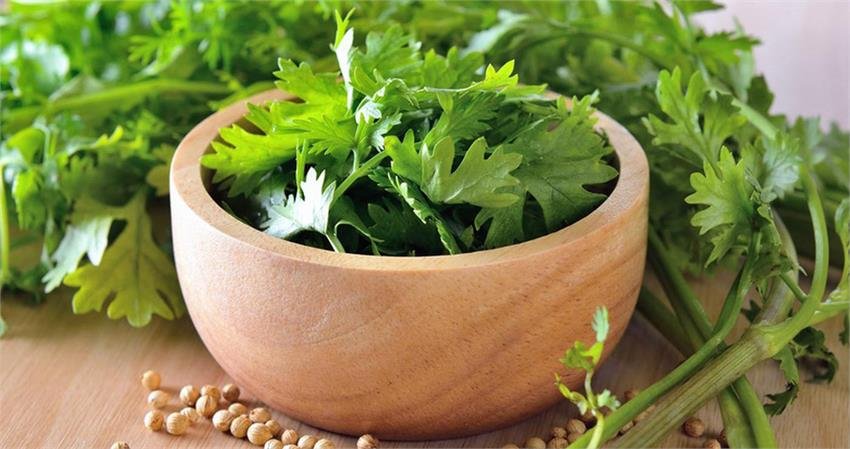 ଧନିଆ ପତ୍ର ଖାଇଲେ ଦୂର ହୋଇଥାଏ ଏହି ୪ଟି ରୋଗ