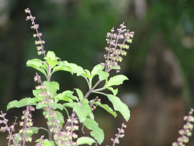 ତୁଳସୀପତ୍ର ଦୂର କରେ ଏହି ସବୁ ସମସ୍ୟା