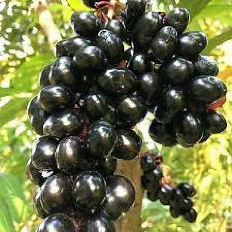 କେଉଁମାନଙ୍କୁ ଜାମୁକୋଳି ଖାଇବା ମନା