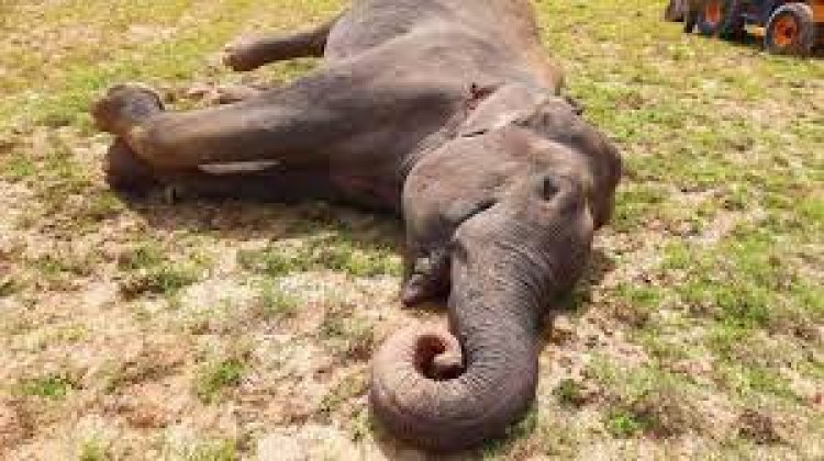 ଦନ୍ତାହାତୀର ମୃତଦେହ ଠାବ