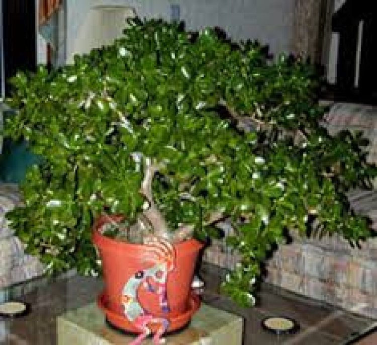 ଏହି ଗଛ ବଢାଏ ଧନ , ଆଣିଥାଏ ସୁଖଶାନ୍ତି