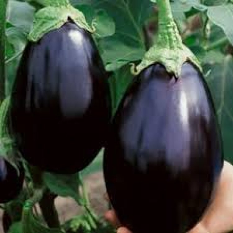 କ୍ଳେଶ ଦୂର କରିବ କଳା ବାଇଗଣ